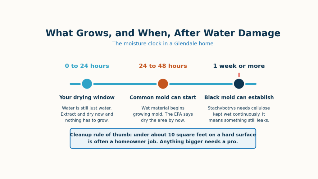 Timeline showing how fast mold and black mold grow after water damage
